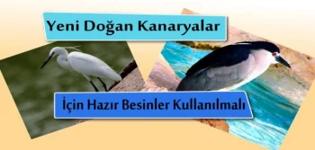 Yeni Doğan Kanaryalar İçin Hazır Besinler Kullanılmalıdır